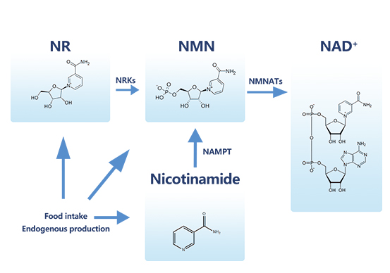 Effectiveness of Nicotinamide Mononucleotide (NMN)